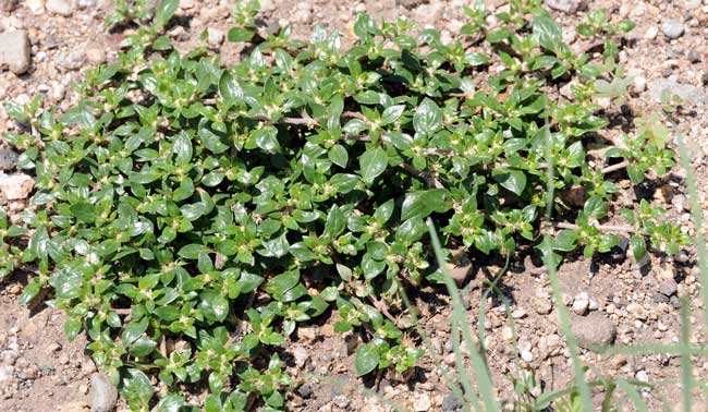 3	Khaki Weed is also called Mat Chaff-flower and Washerwoman. These plants have been introduced from Central and South America. Plants are perennial and may grow up to 3 feet. Note the ability to form mats spreading along the ground. Alternanthera caracasana